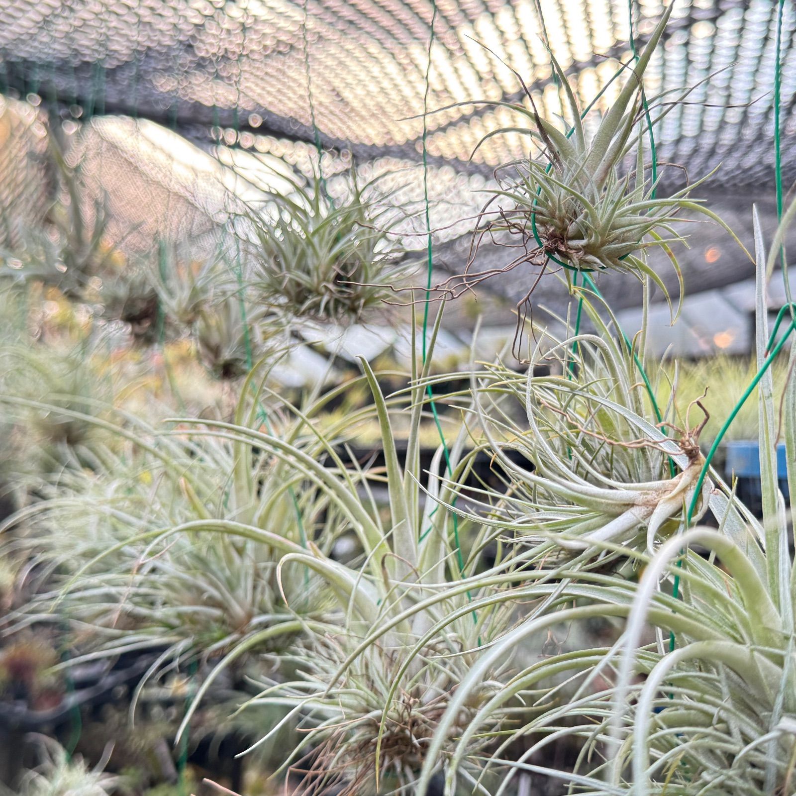 チランジア イオナンタ グリーン スノー Tillandsia ionantha green