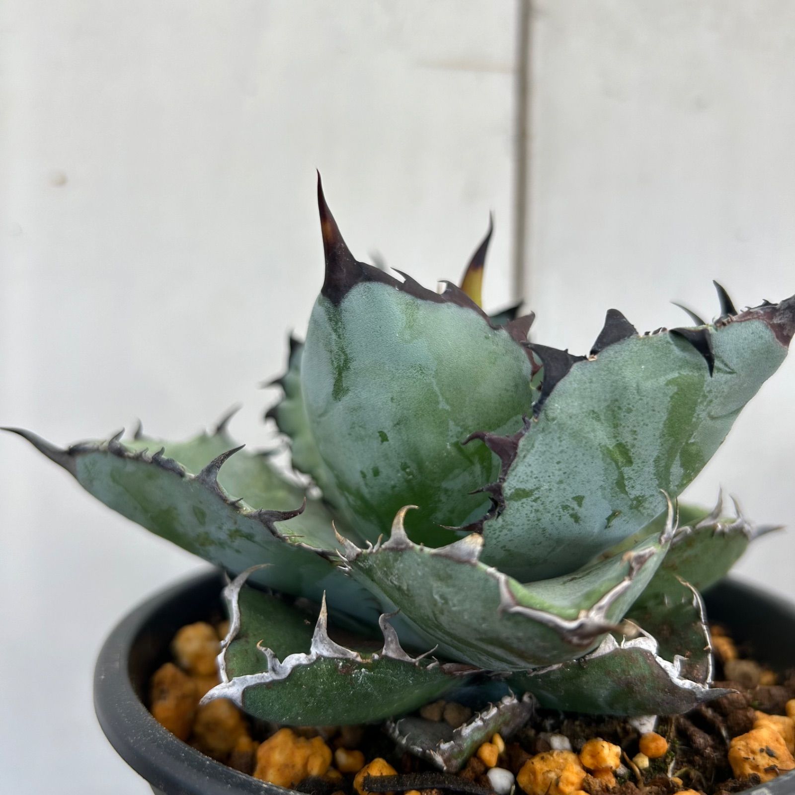 現品】アガベ チタノタ ブラック＆ブルー Black＆Blue 4号 A - メルカリ