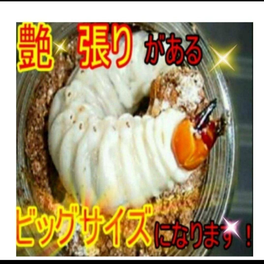 ギネス狙いに！ヒマラヤひらたけ超特大菌糸瓶【3本】特殊アミノ酸強化