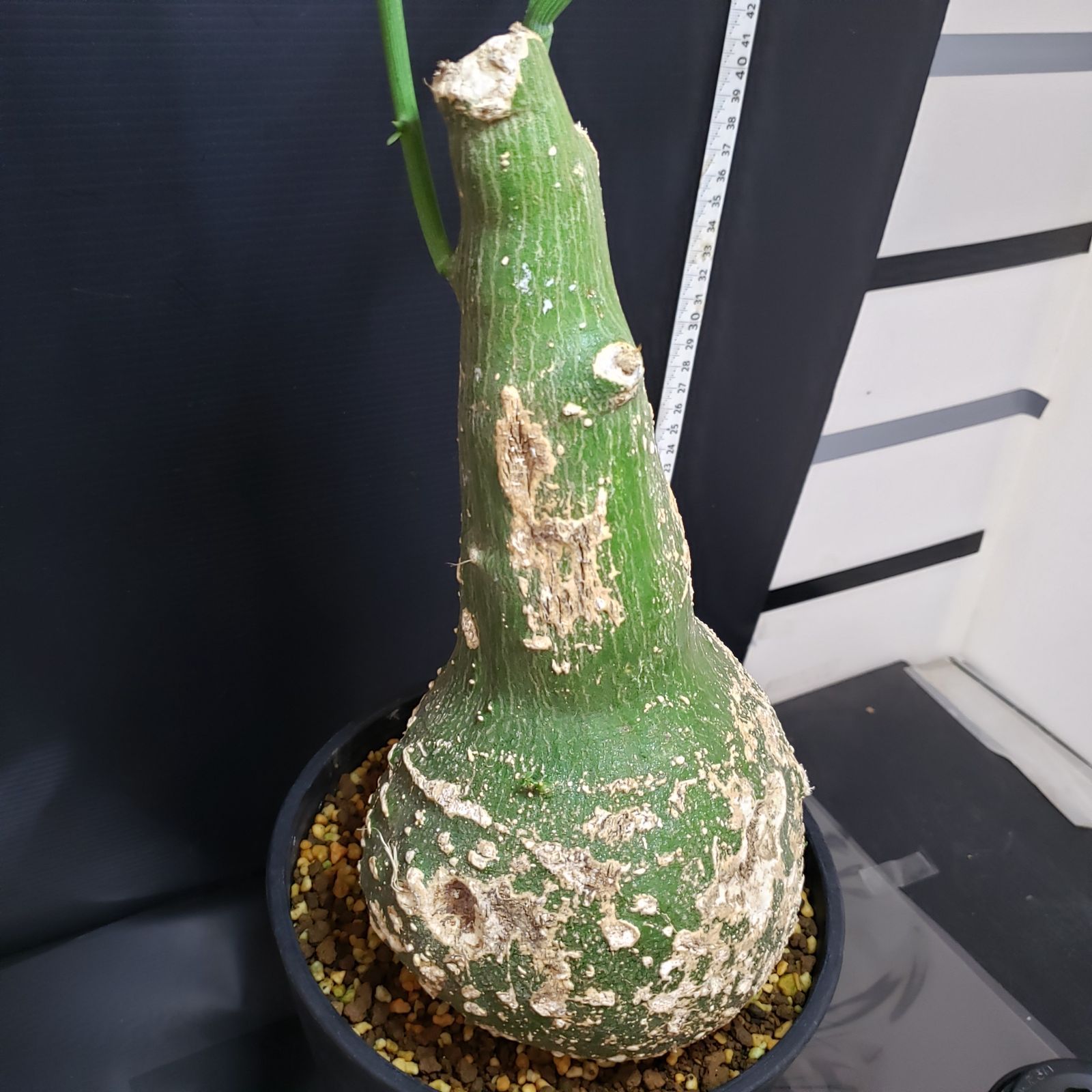 アデニア プセウドグロボーサ | hanayoshi-botanical アデニア