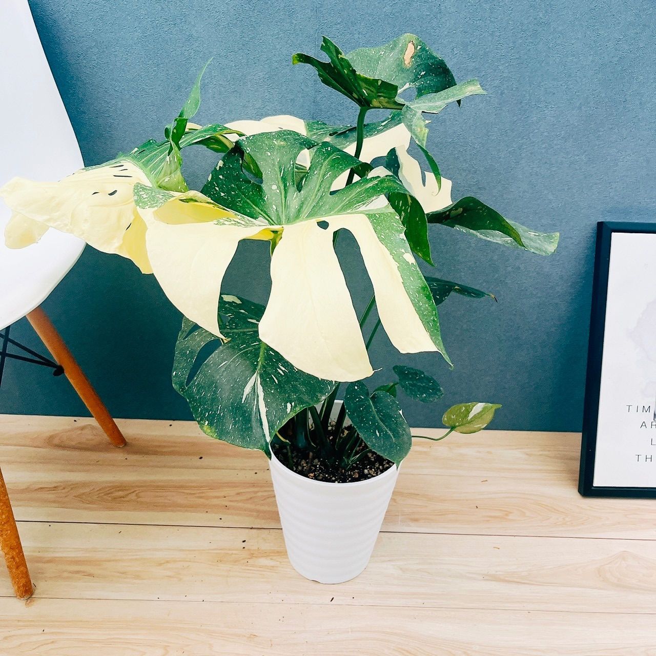 室内 鉢受け皿付き