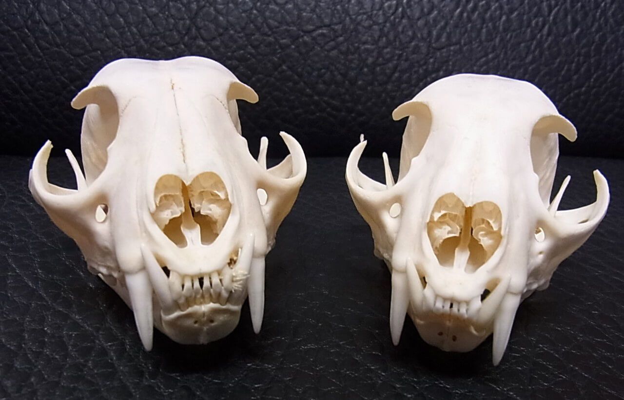 高品質　カナダオオヤマネコ 頭骨（CITESコピー付） 高品質カナダオオヤマネコ 頭骨（CITESコピー付）