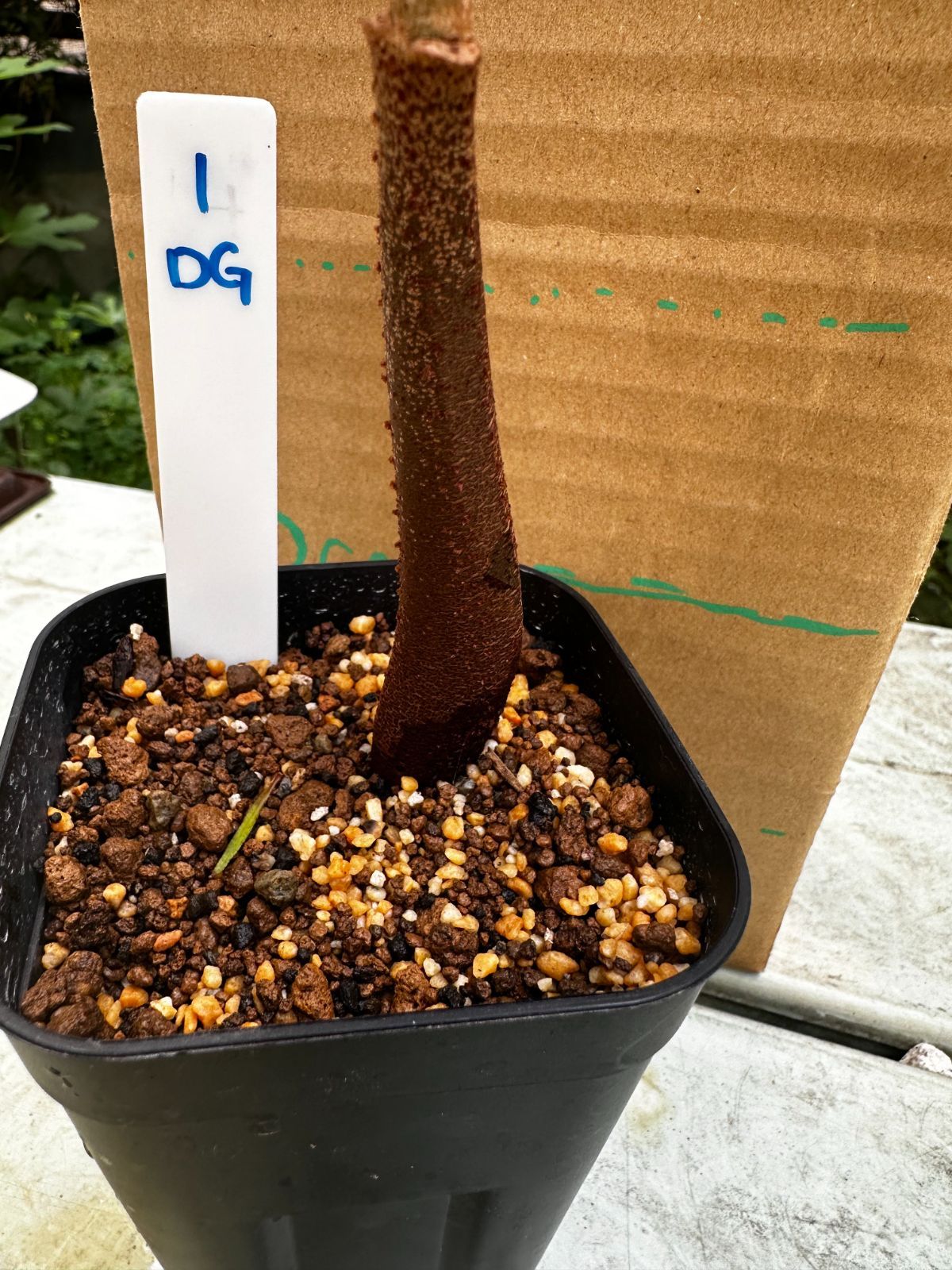 驚きの破格値，大人気 Durio kutejensis Lai ドリアン クテジェンシス 苗