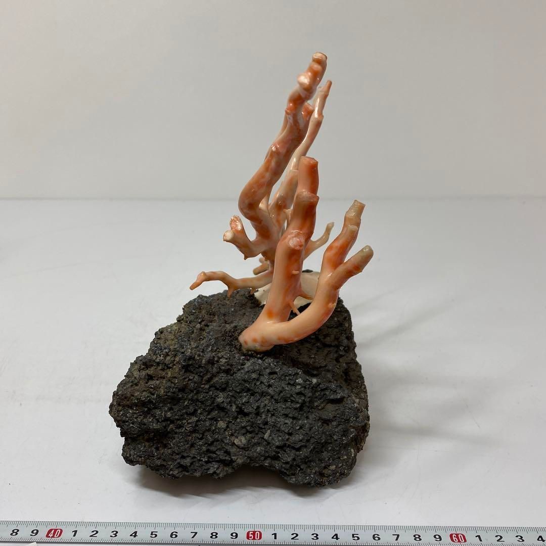 本珊瑚 桃色珊瑚 原木 1982g トヒチサ 東さ6-0208① - メルカリ