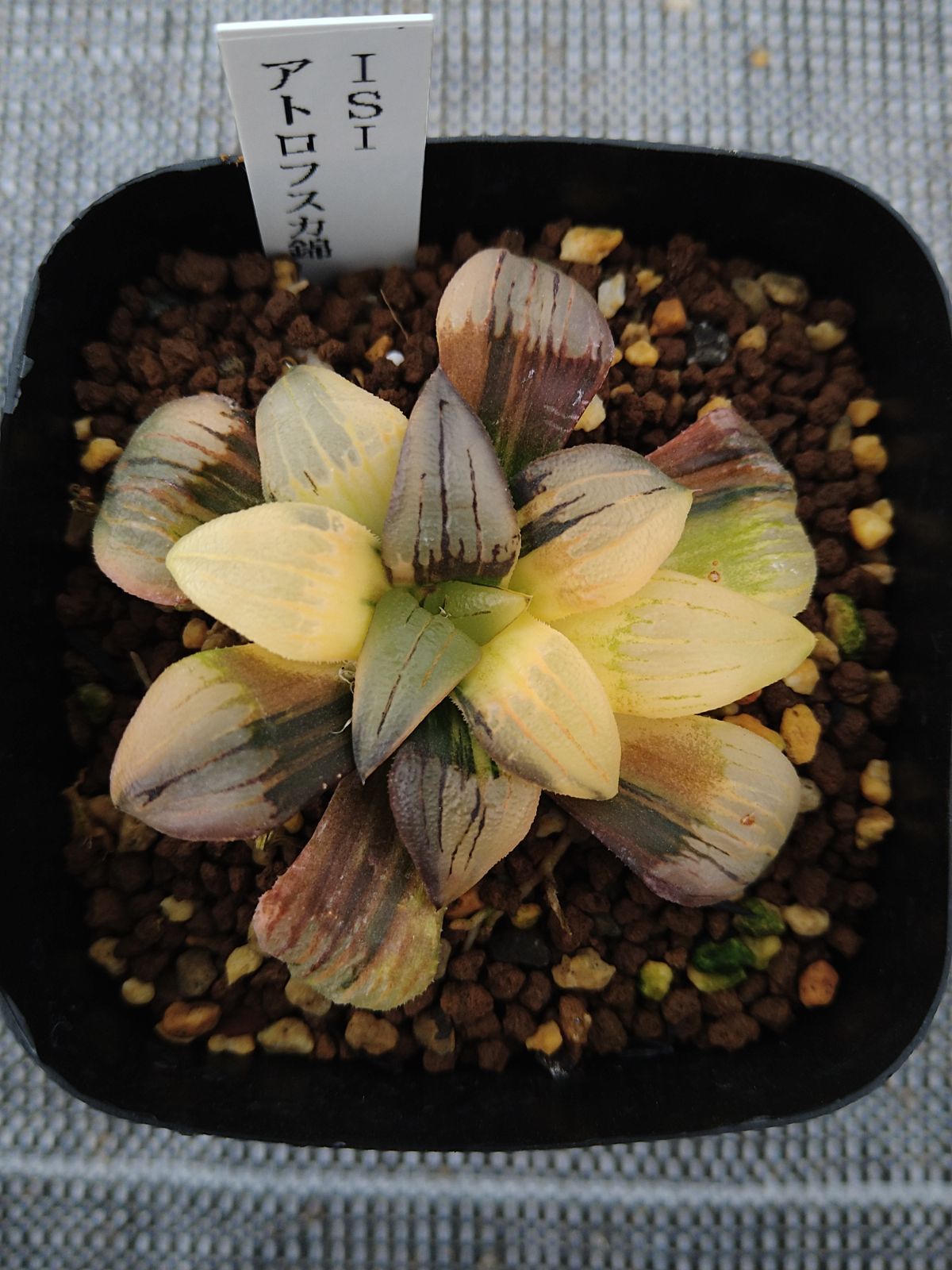 アトロフスカ錦 ハオルチア 多肉植物 多肉植物 ハオルチア