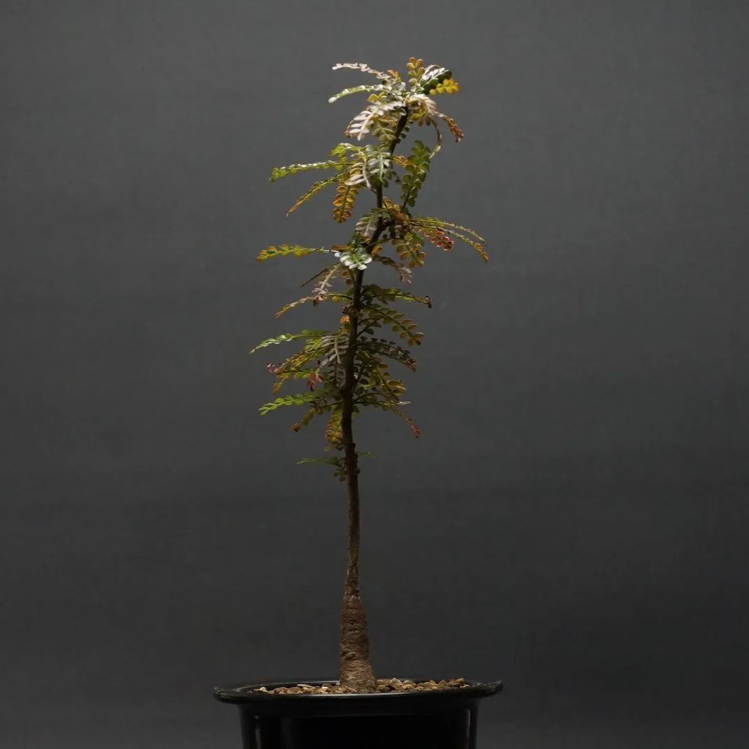 超発根済】パキポディウム☆グラキリス美形現地球① 発根済】【現地球 超発根済】パキポディウム☆グラキリス美形現地球① 発根済】【現地球