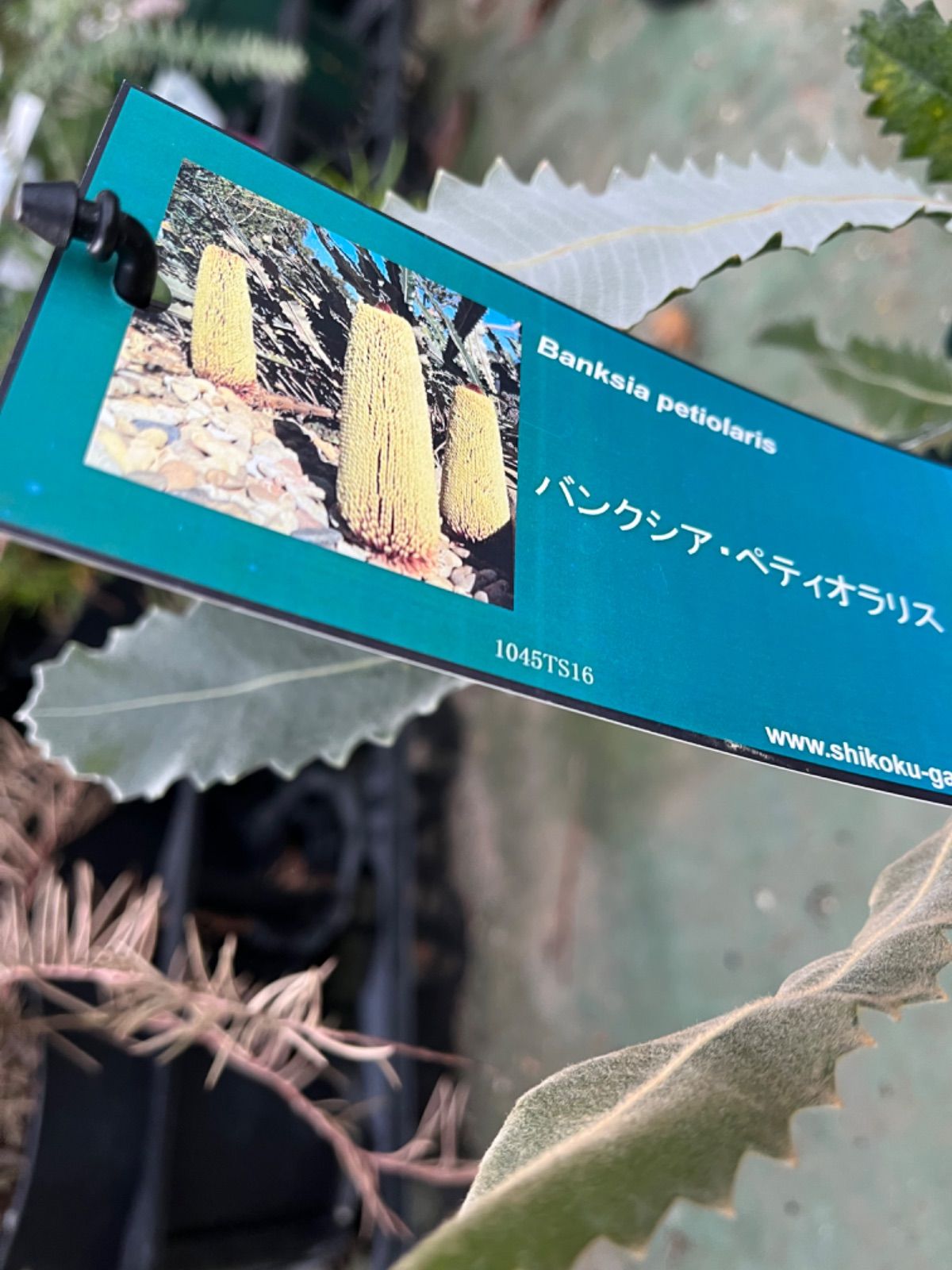 バンクシア・ペティオラリス5号 - メルカリ