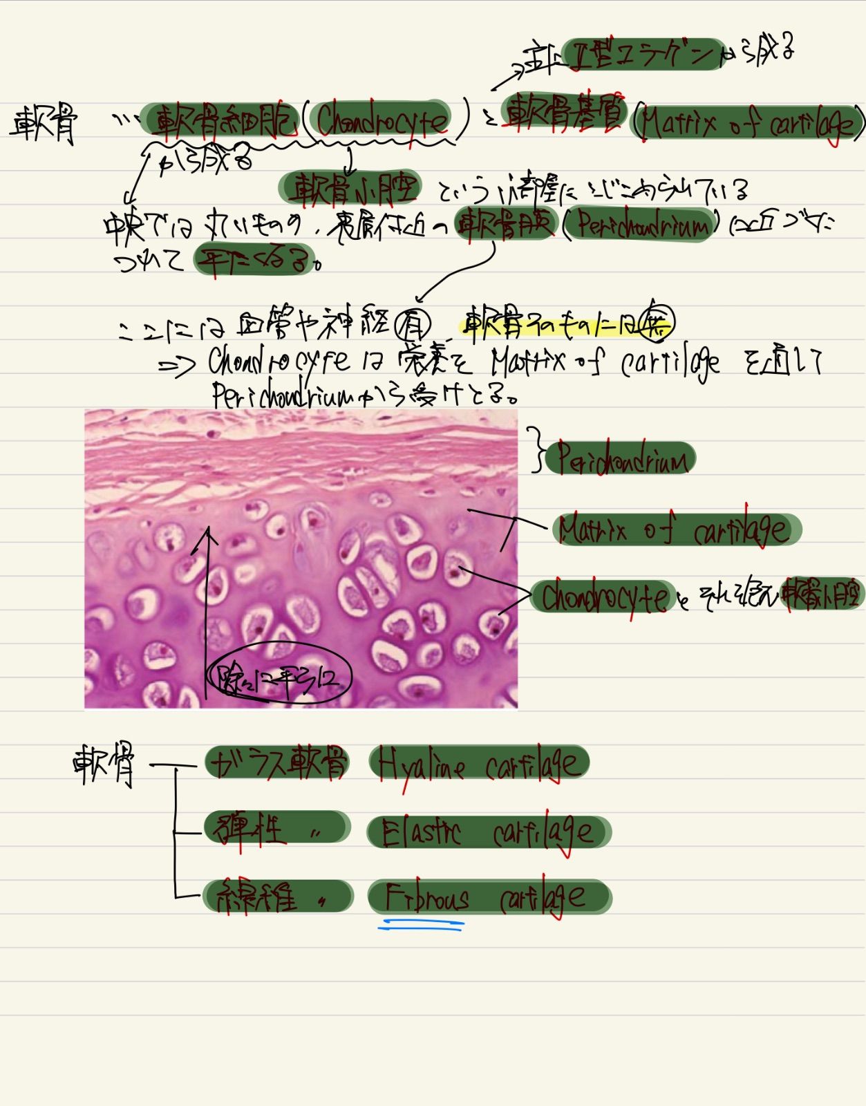 入門組織学