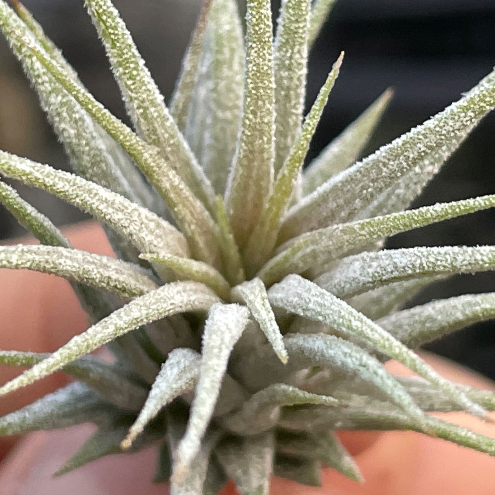 チランジア イオナンタ ディファレンテ/ディファレント Tillandsia