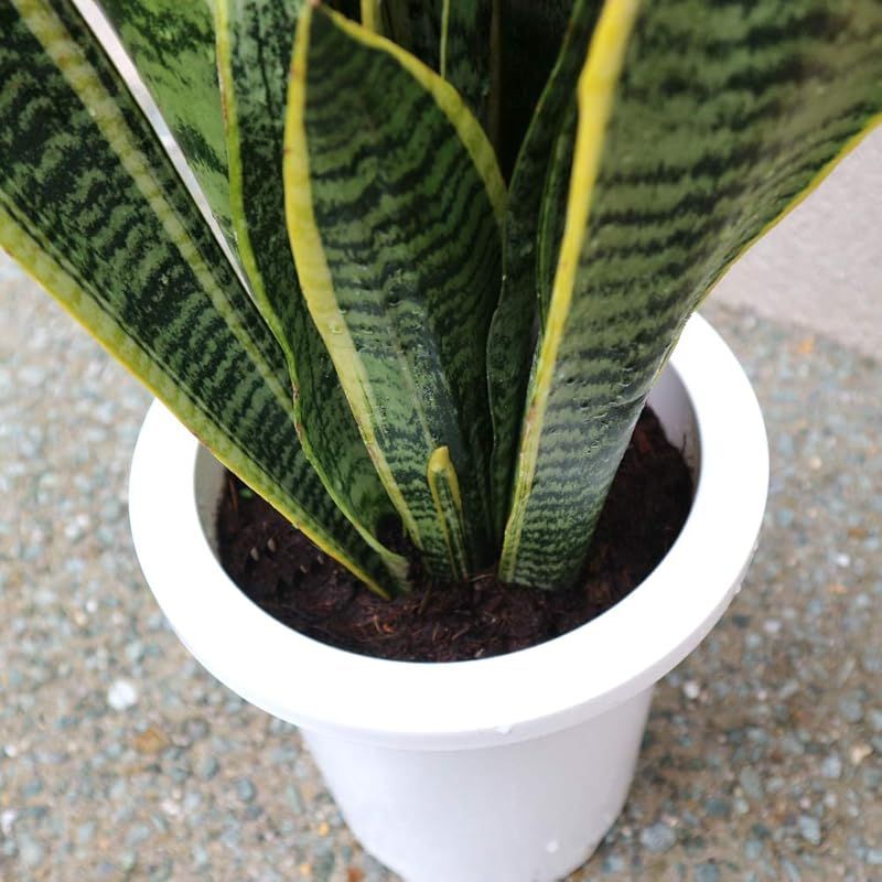 ＩＴＡＮＳＥ サンスベリア