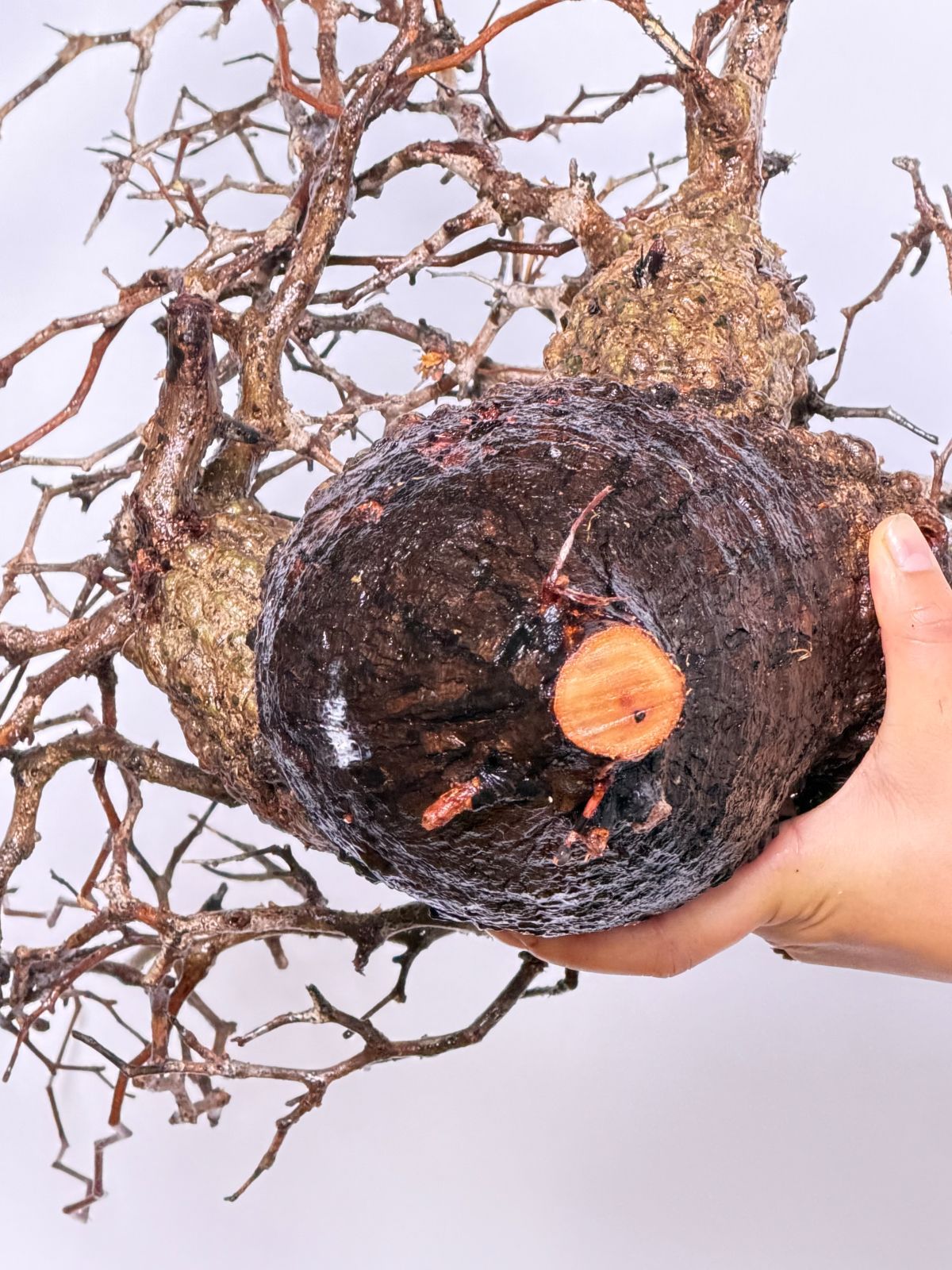 マダガスカル選抜株