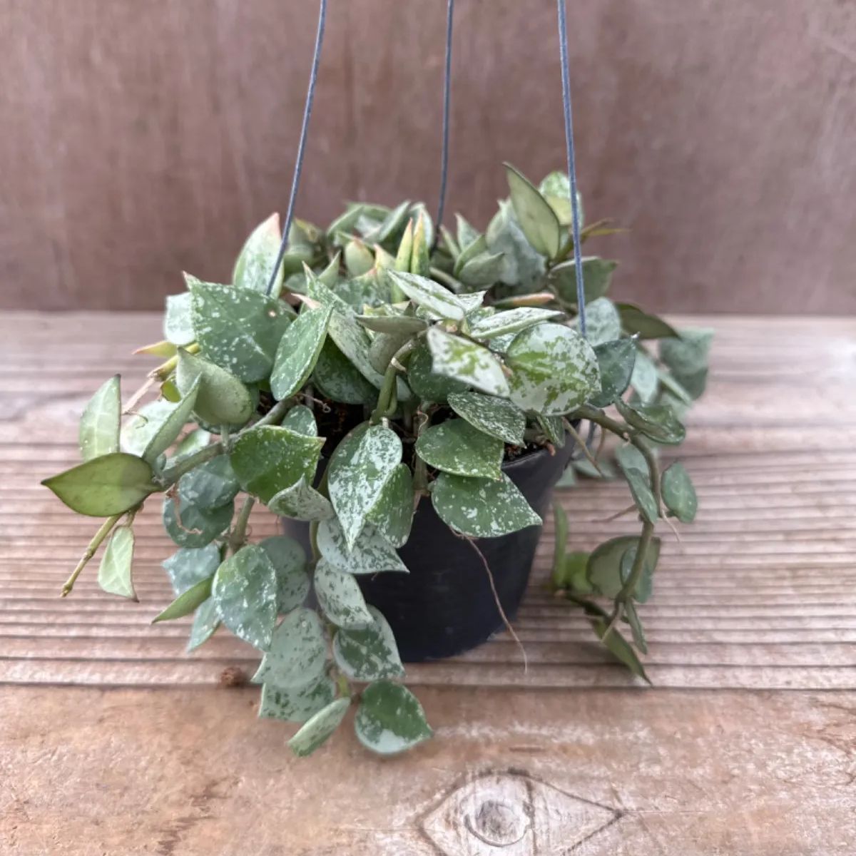 ホヤ クローニアナシルバー① サクララン 桜蘭 現品 Hoya krohniana