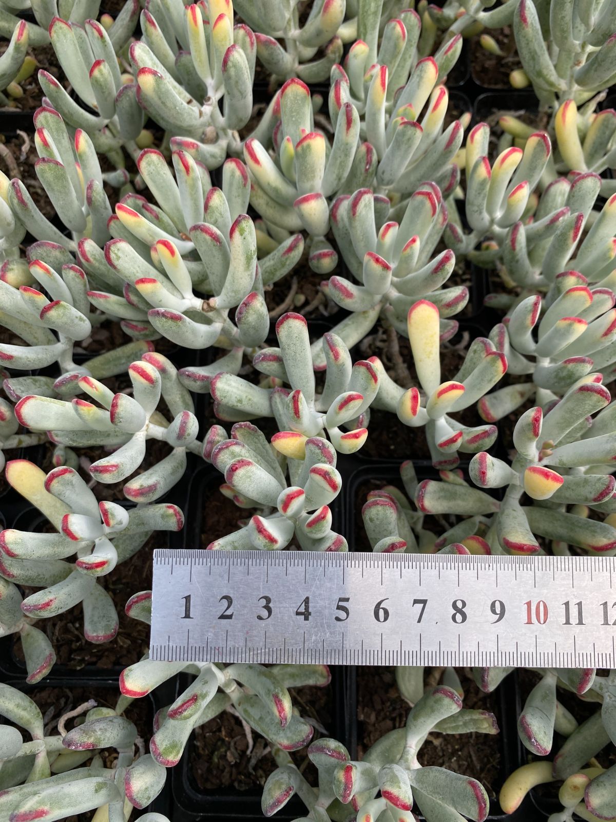 抜き苗 多肉植物