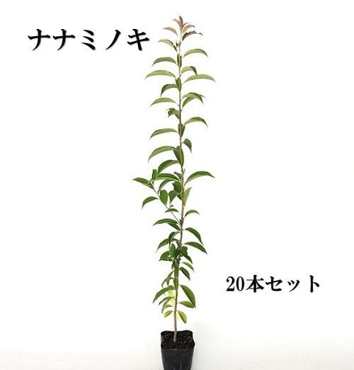20本セット ナナミノキ樹高0.5m前後10.5cmポット