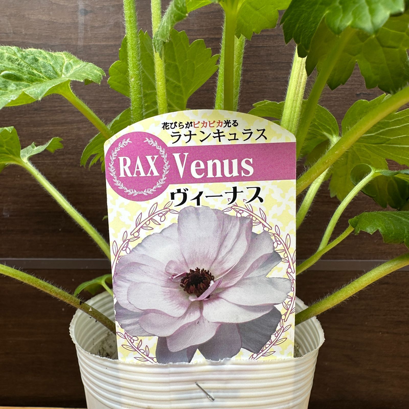 ラナンキュラスラックス3種　しげ ラナンキュラスラックス苗 3品種 【公式通販】