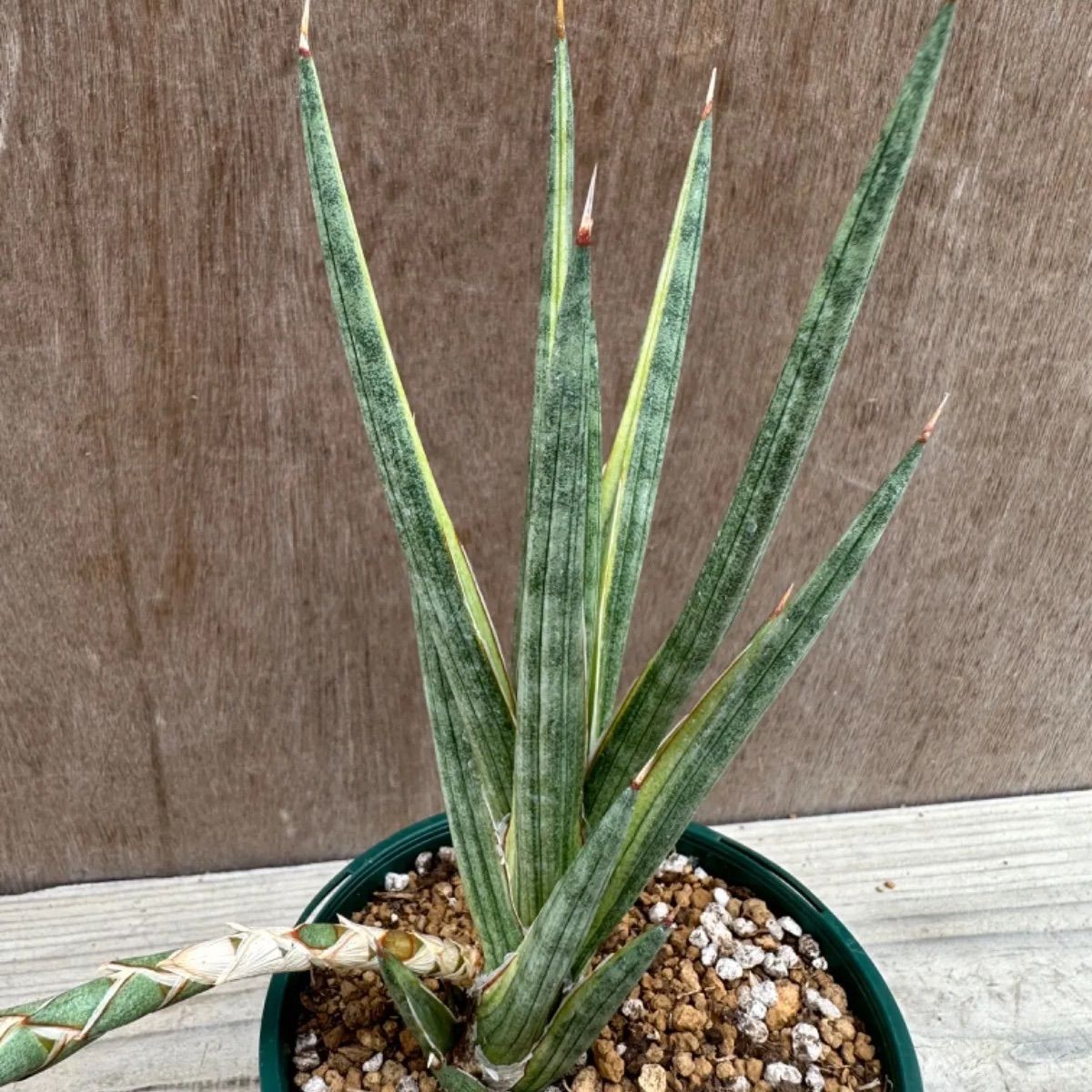 レア サンスベリア カミーロ サンセベリア sansevieria camilo