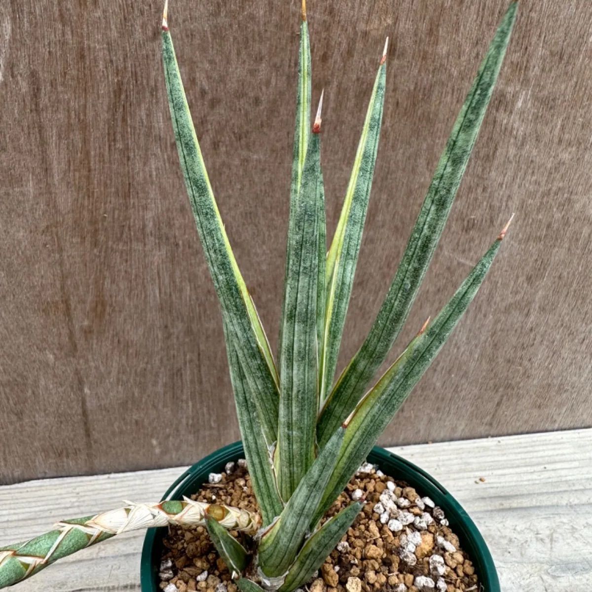 サンセベリア フランシシー 斑入② Sansevieria francisi variegated サンスベリア フランシー 斑入り バリエガタ 現品  観葉植物 観葉 植物 珍奇植物 珍奇 珍しい レア 希少 インテリア プレゼント おうち時間 グリーン - メルカリ