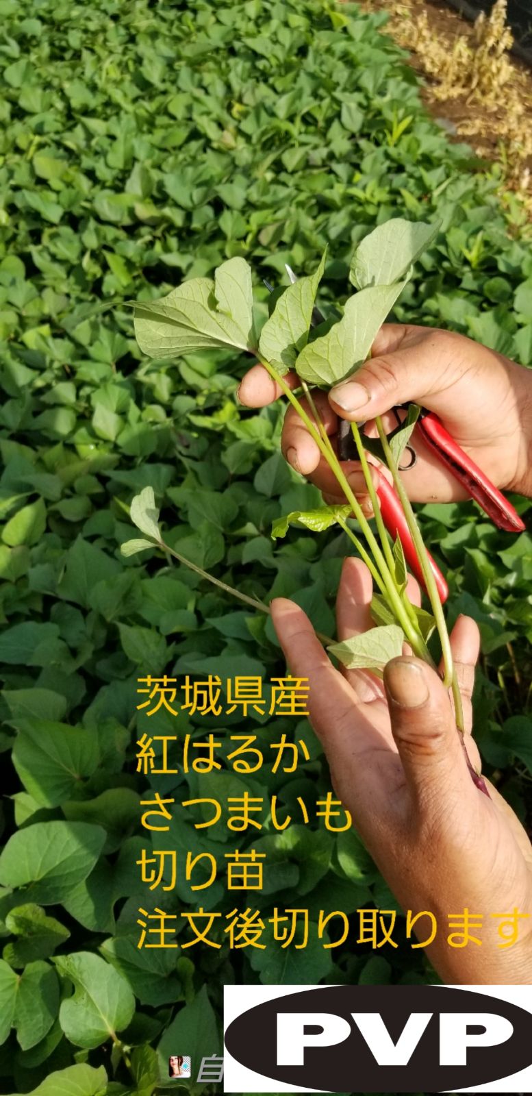 さつまいも苗【紅はるか５００本】【ウイルスフリー切り苗】 - 野菜