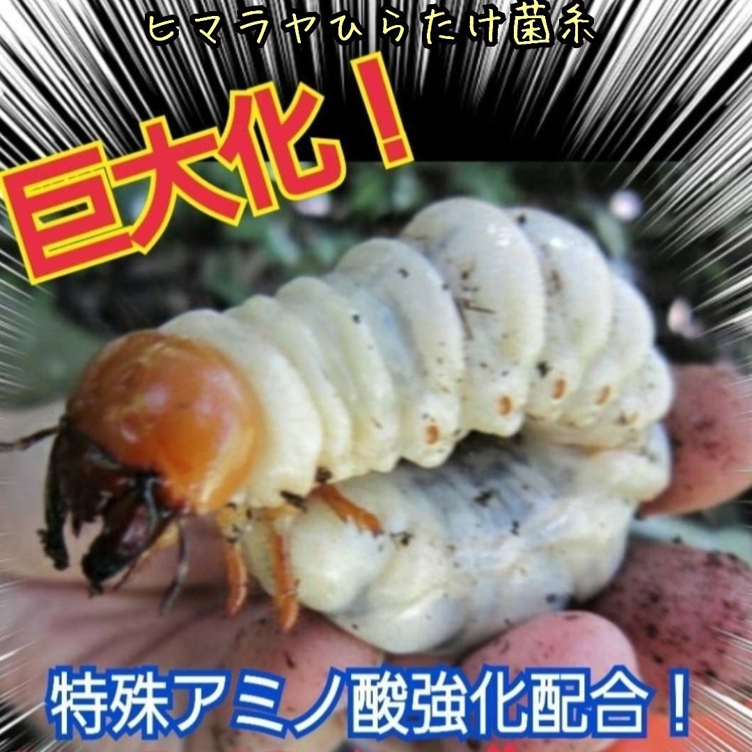 ヒマラヤひらたけ菌糸瓶【６本セット】ニジイロクワガタ、オオクワガタ、ヒラタに！ 極上！ヒマラヤひらたけ菌糸ブロック【4個】初菌のみ使用！国産