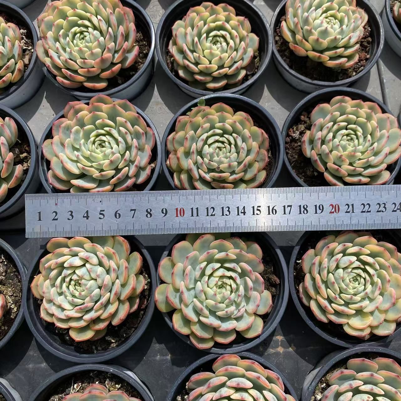 抜き苗 姫蓮錦 ZM1575×35株 ふっくら 多肉植物 エケベリア