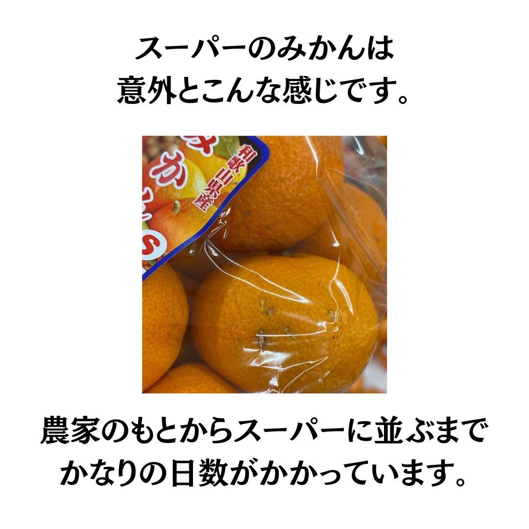 【11/21-26発送】ちょっと訳ありみかん　10kg 和歌山県産　早生