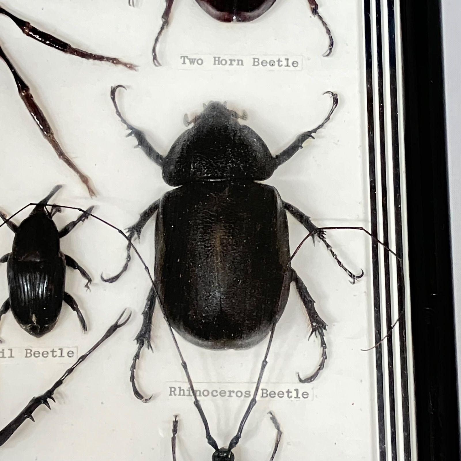 3本角カブト エレファスゾウカブト