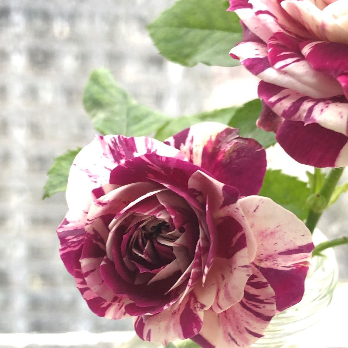 蕾付き！スーパ強香！オランダ原産白紫色の絞り咲き　　　バラ苗　数量限定