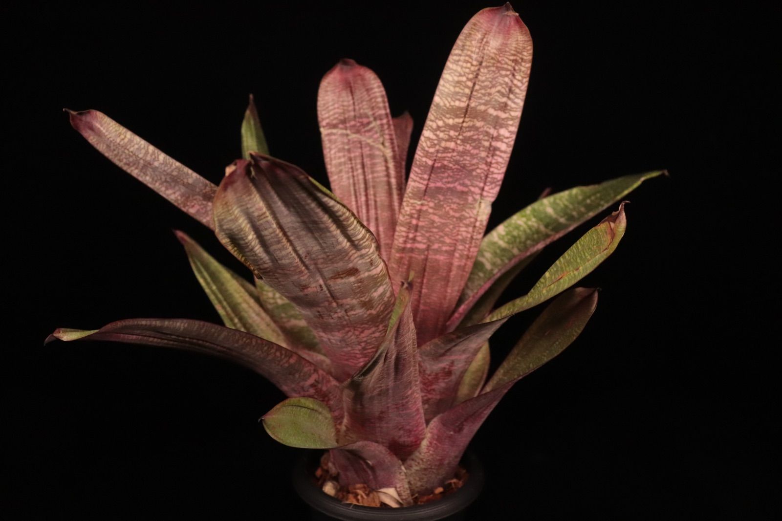 送料無料】Vriesea 'Swagger'〔フリーセア〕現品発送V133 /@plane