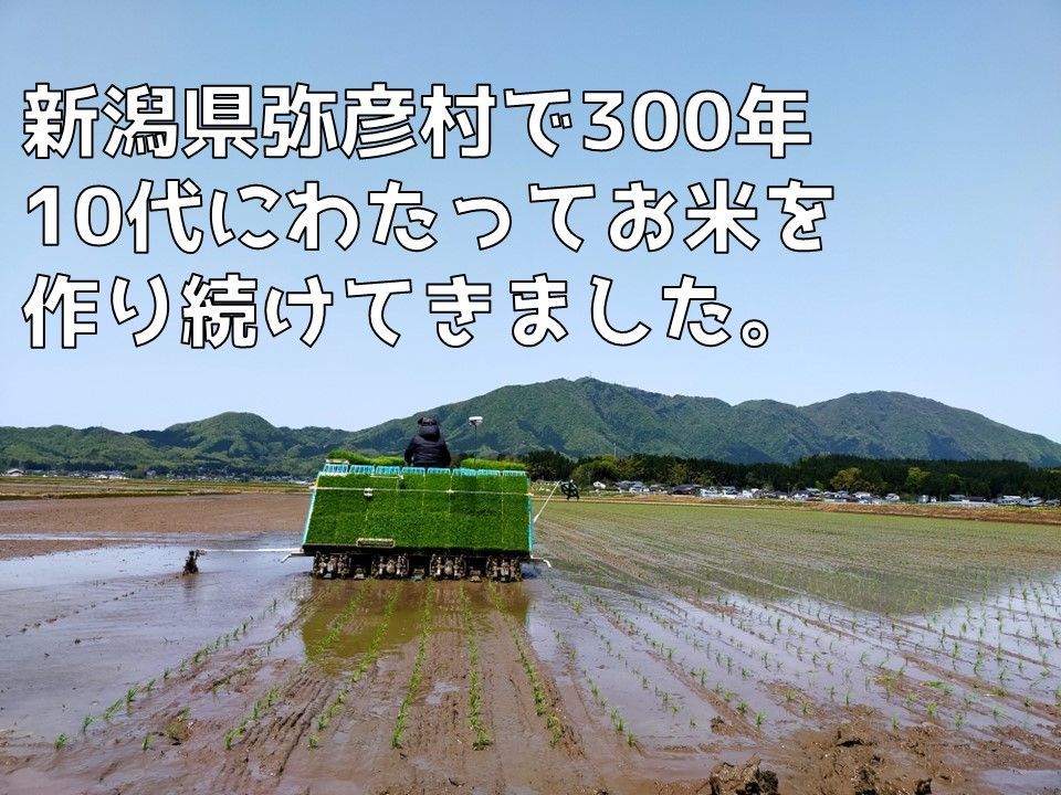 【新米・送料込み】新潟県弥彦村石井農園　令和6年（2024年）産コシヒカリ【白米 10kg】