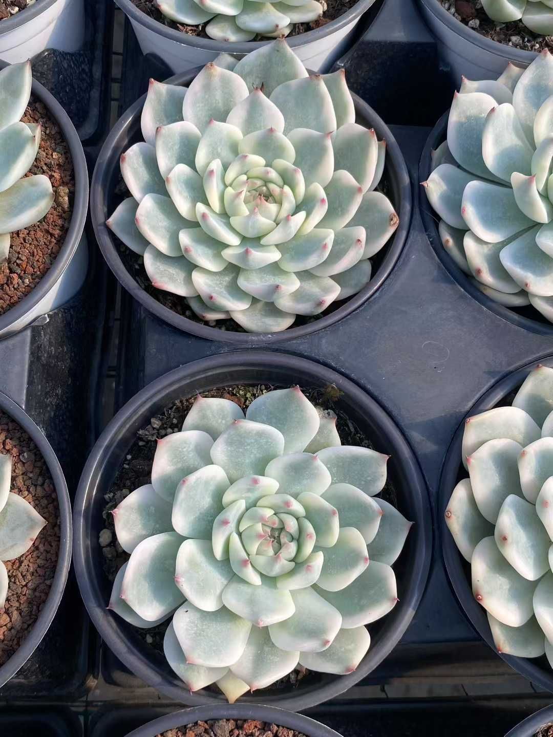 多肉植物 佐川急便発送