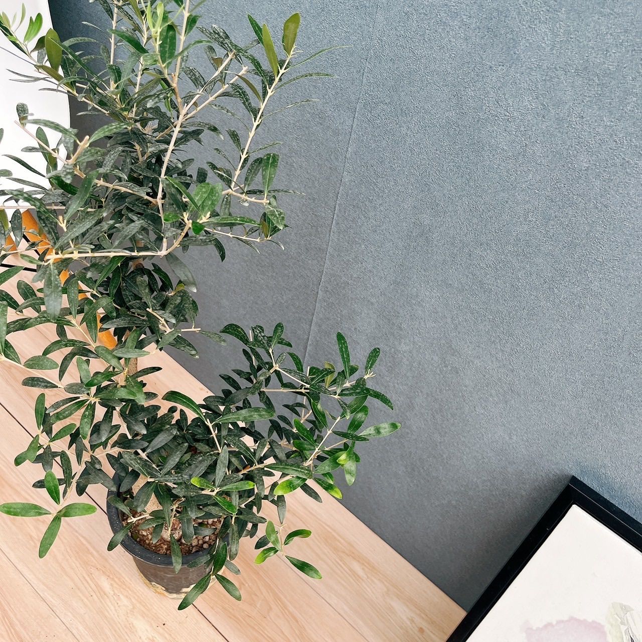 オリーブの木　ネバディロブランコ　7号　約130cm　NO.549　人気品種 オリーブの木 ネバディロブランコ 7号 約130cm NO.519 人気品種