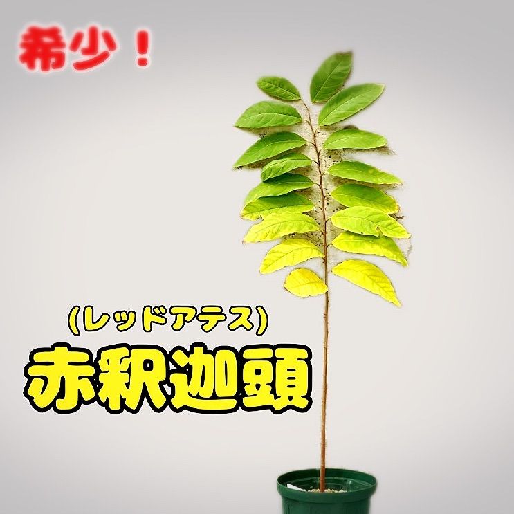 希少種【赤釈迦頭】レッドアテス 赤シャカトウ 実生苗木 希少種【赤釈迦頭】レッドアテス 赤シャカトウ 実生苗木