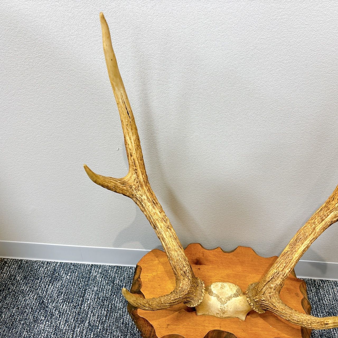 鹿の角刀掛け 鹿の角 刀掛けオブジェ 約30cm x 20cm