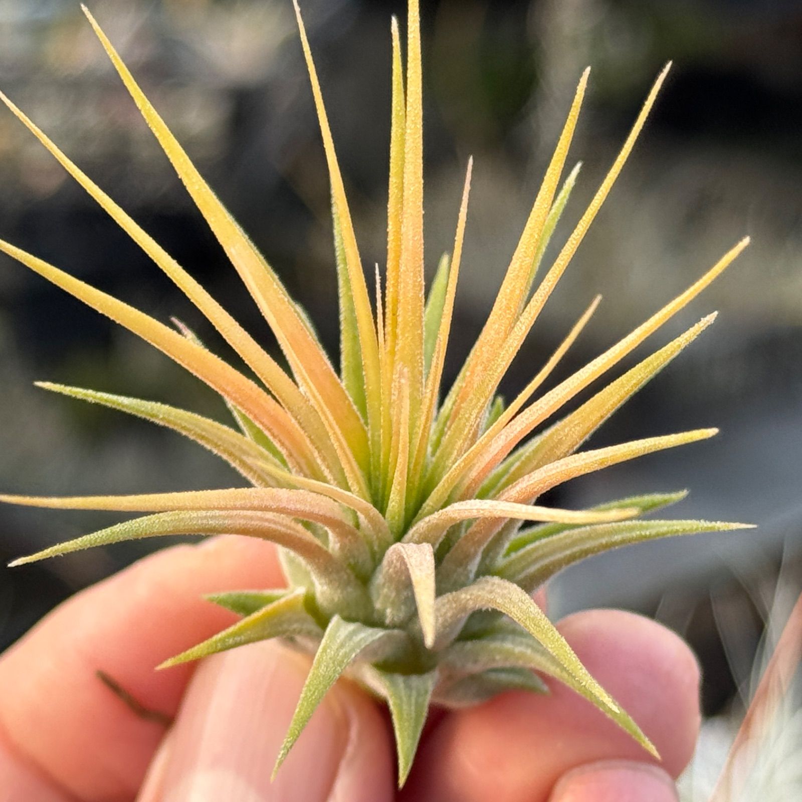 イオナンタ　アルビフローラ Yahoo!オークション - Tillandsia ionantha var. albiflora (Mexico. A