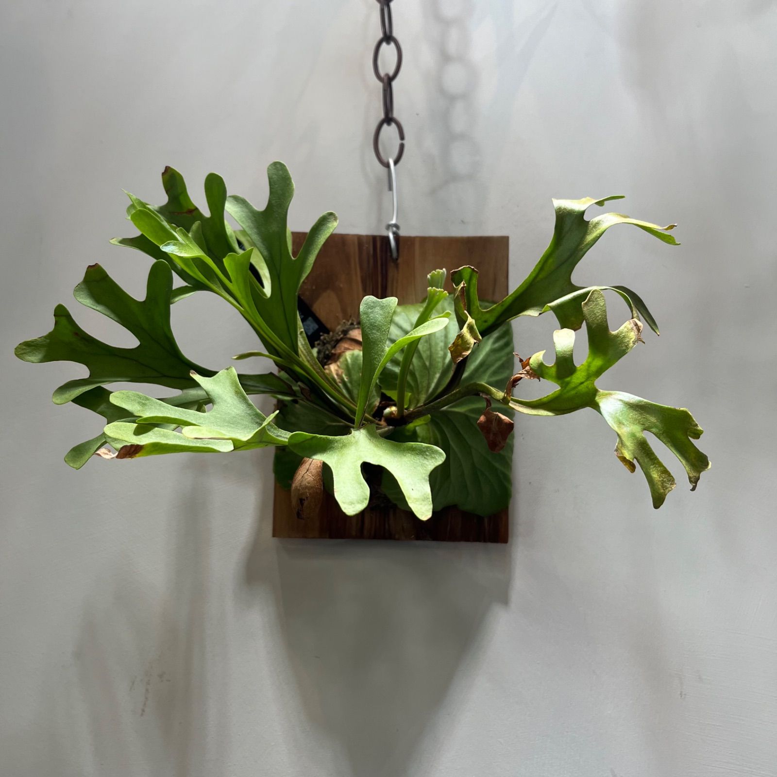 ビカクシダ リドレイ ワイルド Platycerium ridleyi⑱中株 PLANTCLUB