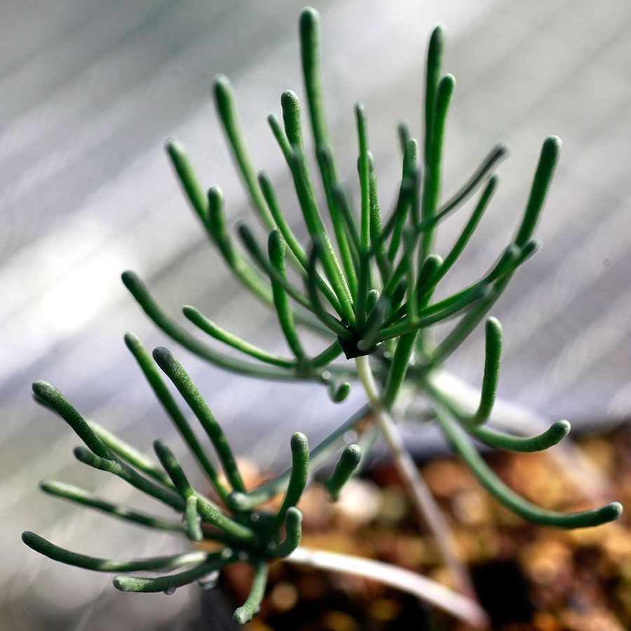 エリオスペルマム ボウイアヌム Eriospermum bowieanum EQ809 通販