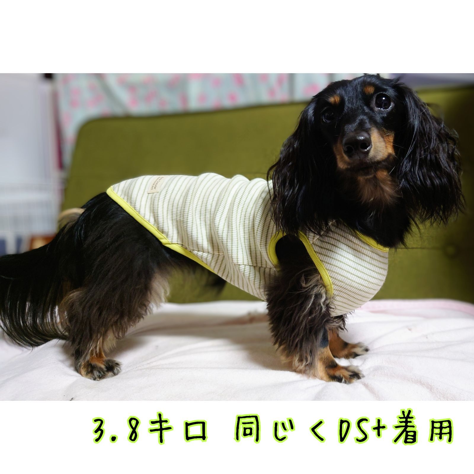 受注製作】ライムカラー細ボーダーリブニット【着せやすい犬服