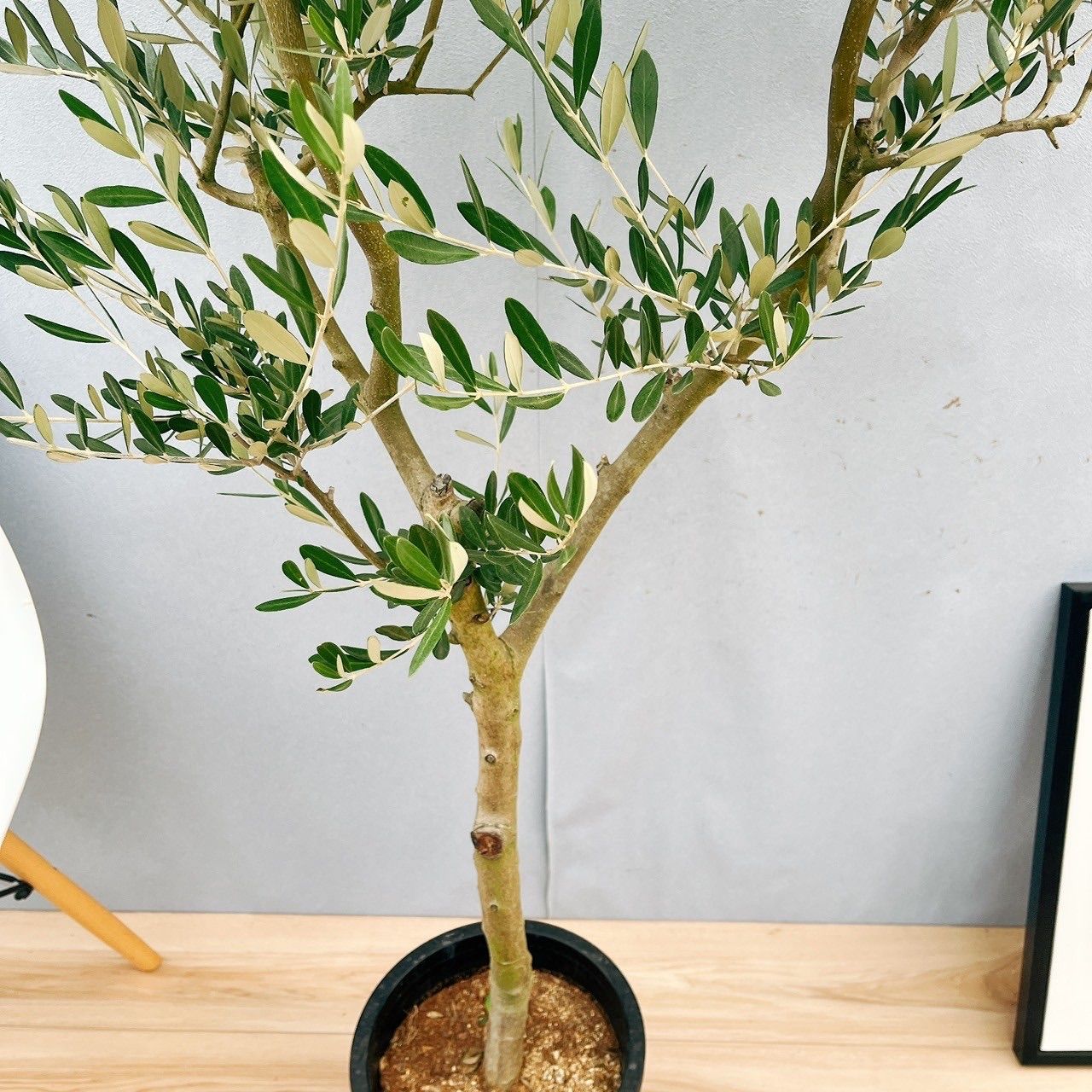 ［現品］S　創樹　オリーブ　ミッション　8号　観葉植物　大型　オリーブの木 現品］S創樹オリーブミッション8号観葉植物大型オリーブの木