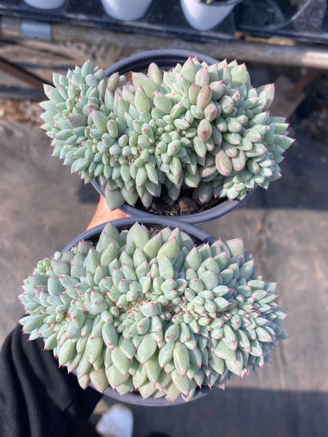 36株の抜き苗セット グリーンハニー缀化 多肉植物 佐川急便発送 エケベリア 韓国苗 MY366 YUZUMIYA_COM