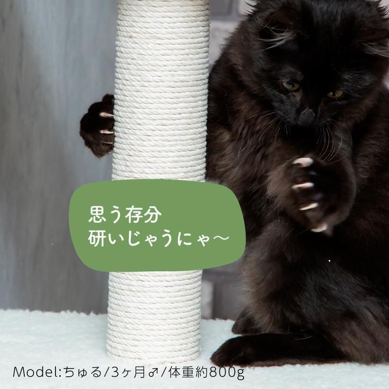 子猫