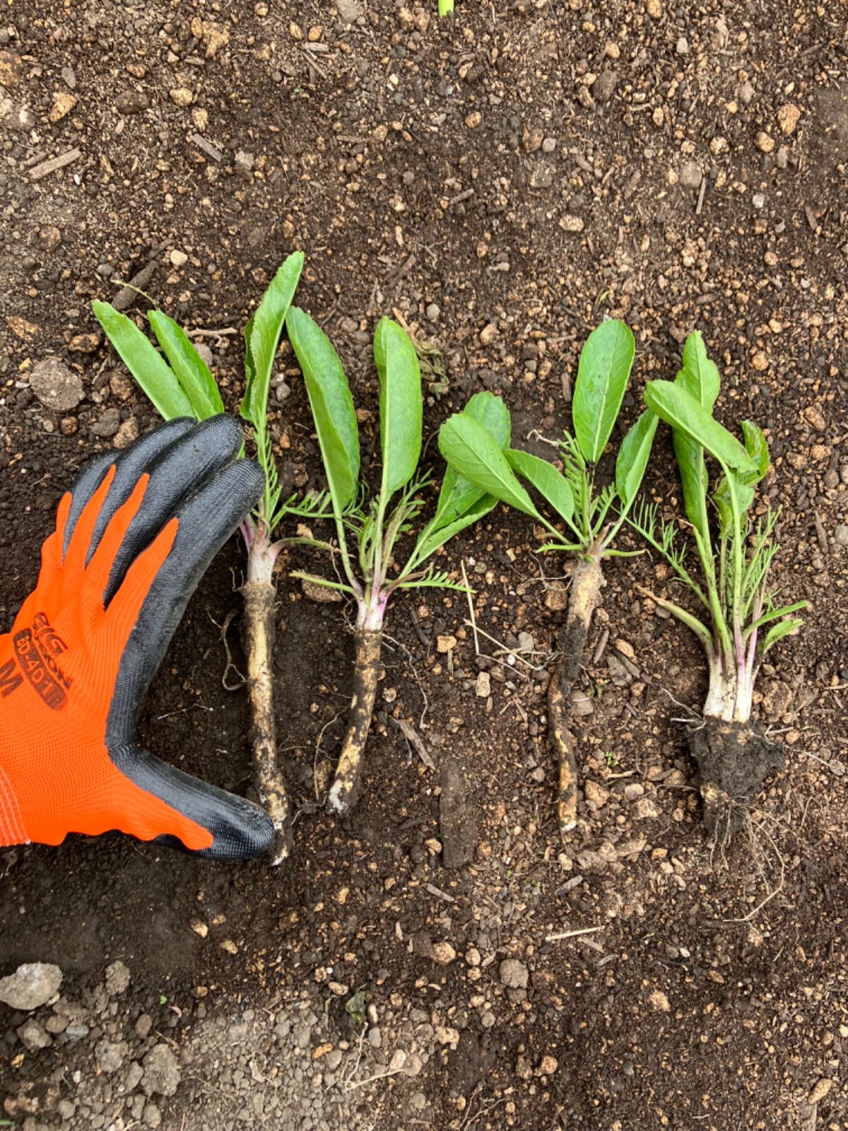 山わさびの苗 5株セット！家庭菜園・山菜栽培に - メルカリ