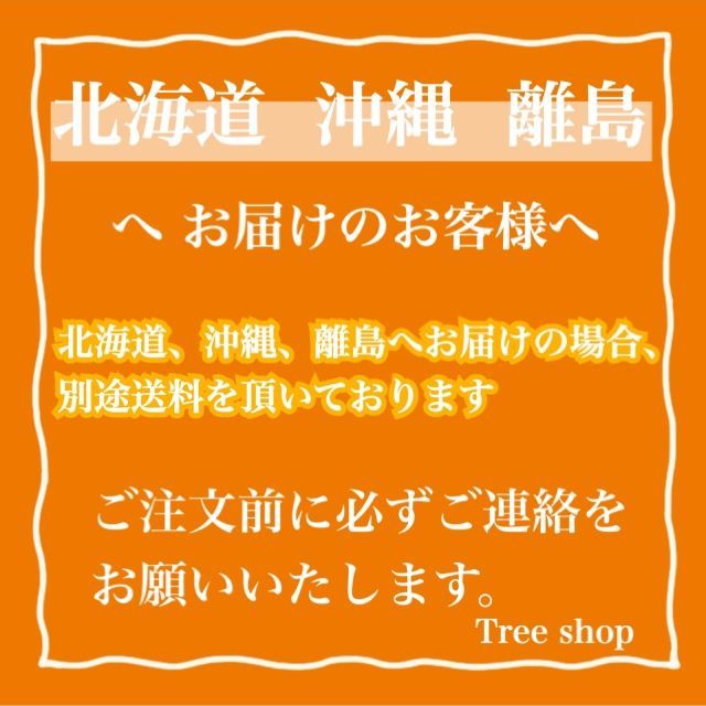 ココスヤシ 【送料無料】 30cmプラ鉢 高さ0.6ｍ 幅0.7ｍ リゾート植物