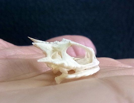 高品質！ ジャイントホーンドリザード（コリーマオオツノトカゲ） 頭骨 高品質！ｼﾞｬｲﾝﾄﾎｰﾝﾄﾞﾘｻﾞｰﾄﾞ（ｺﾘｰﾏｵｵﾂﾉﾄｶｹﾞ） 頭骨 - メルカリ