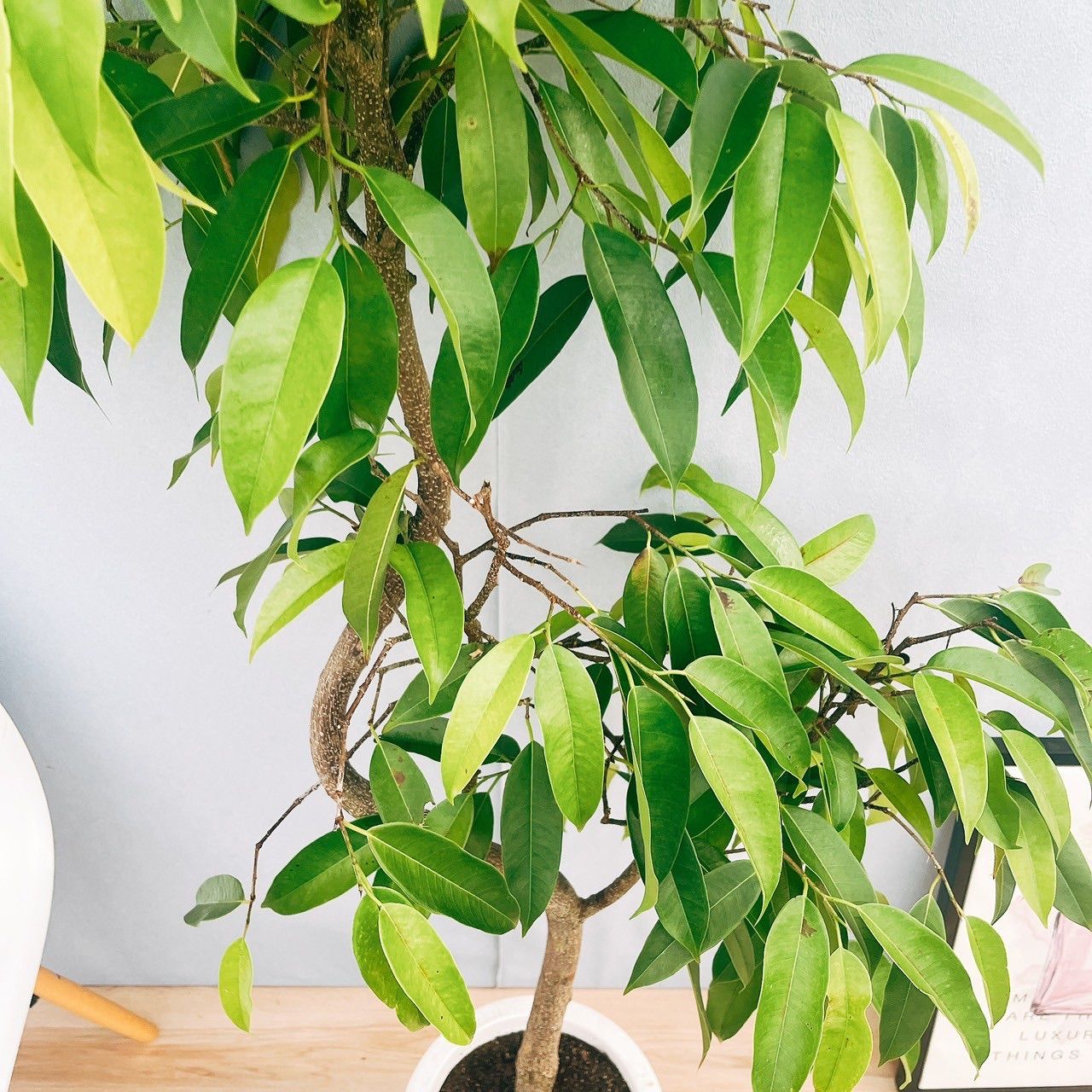 フィカス　アムステルダムキング　 曲がり ゴムの木　観葉植物　シンボルツリー Amazon｜観葉植物 フィカス アムステルダムキング 10号 曲がり 受け皿