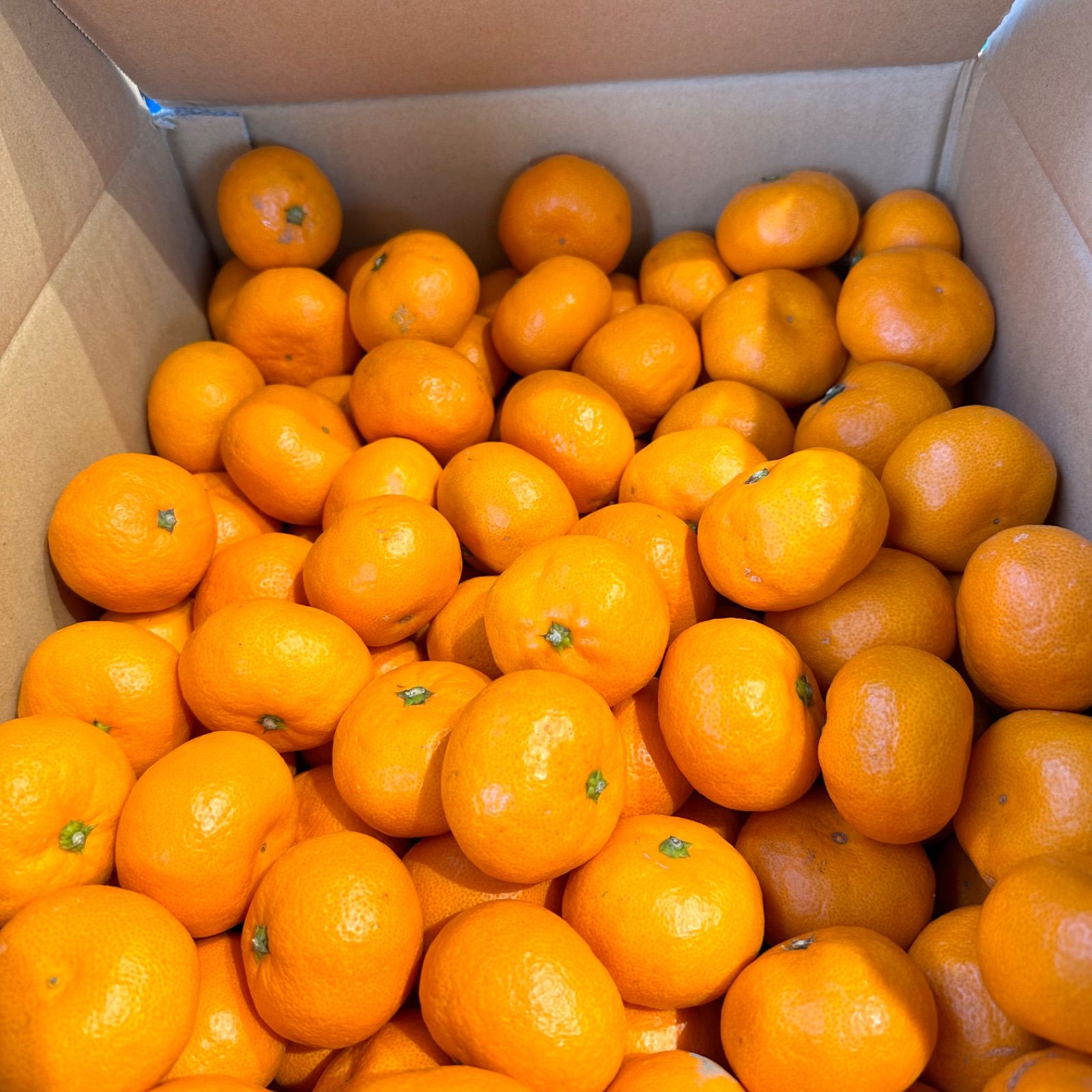 真穴八寿🍊南柑2S🍊最終販売10キロ - メルカリ
