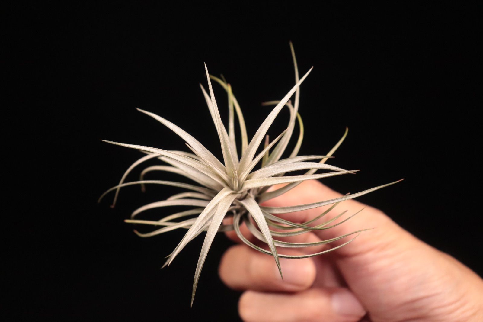 funckiana var.recurvifolia × Chiapas Gigantesco 〔エアプランツ〕現品発送T5324 plane plants WWW_GEBZETESISAT_COM_TR