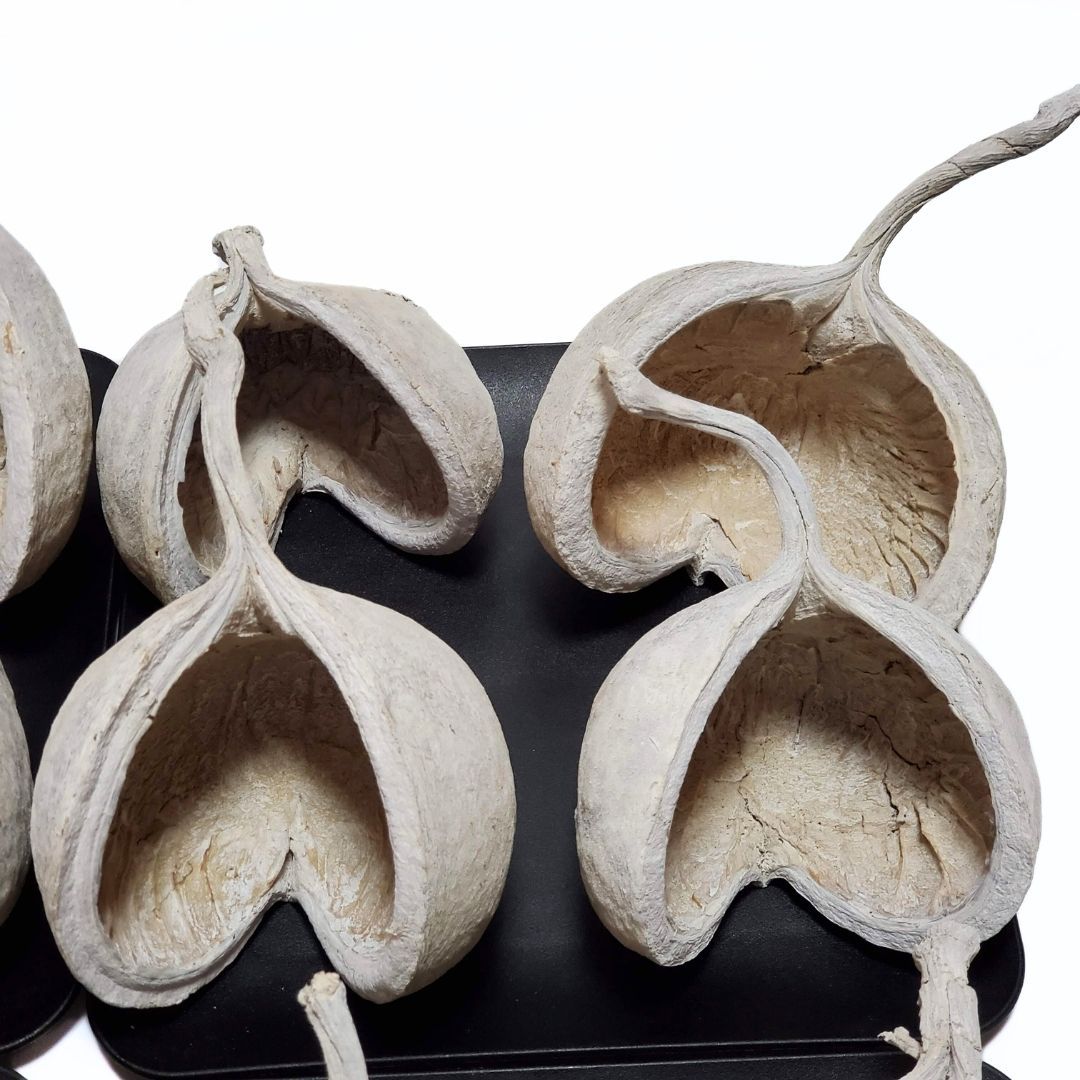 L ウォッシュホワイト