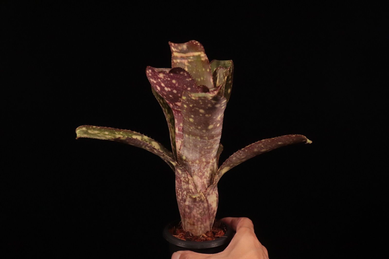 Billbergia 'Arribella'〔ビルベルギア〕現品発送B300 送料無料】Billbergia 'Arribella'〔ビルベルギア〕現品発送B300