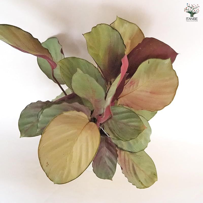 カラテア シルバープレート