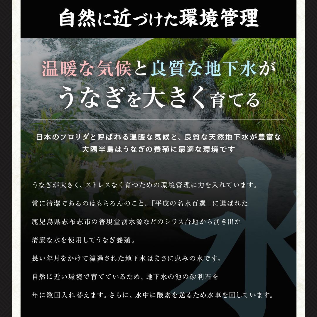 ウナギ 鰻